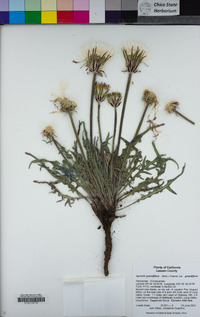 Agoseris grandiflora var. grandiflora image