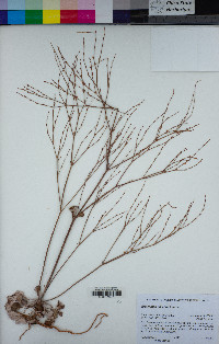Eriogonum luteolum image