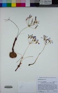 Brodiaea nana image