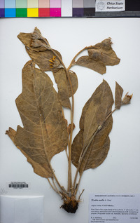 Wyethia mollis image