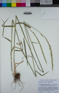 Elymus glaucus image