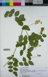 Lathyrus sulphureus image