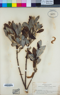 Salix lasiolepis image