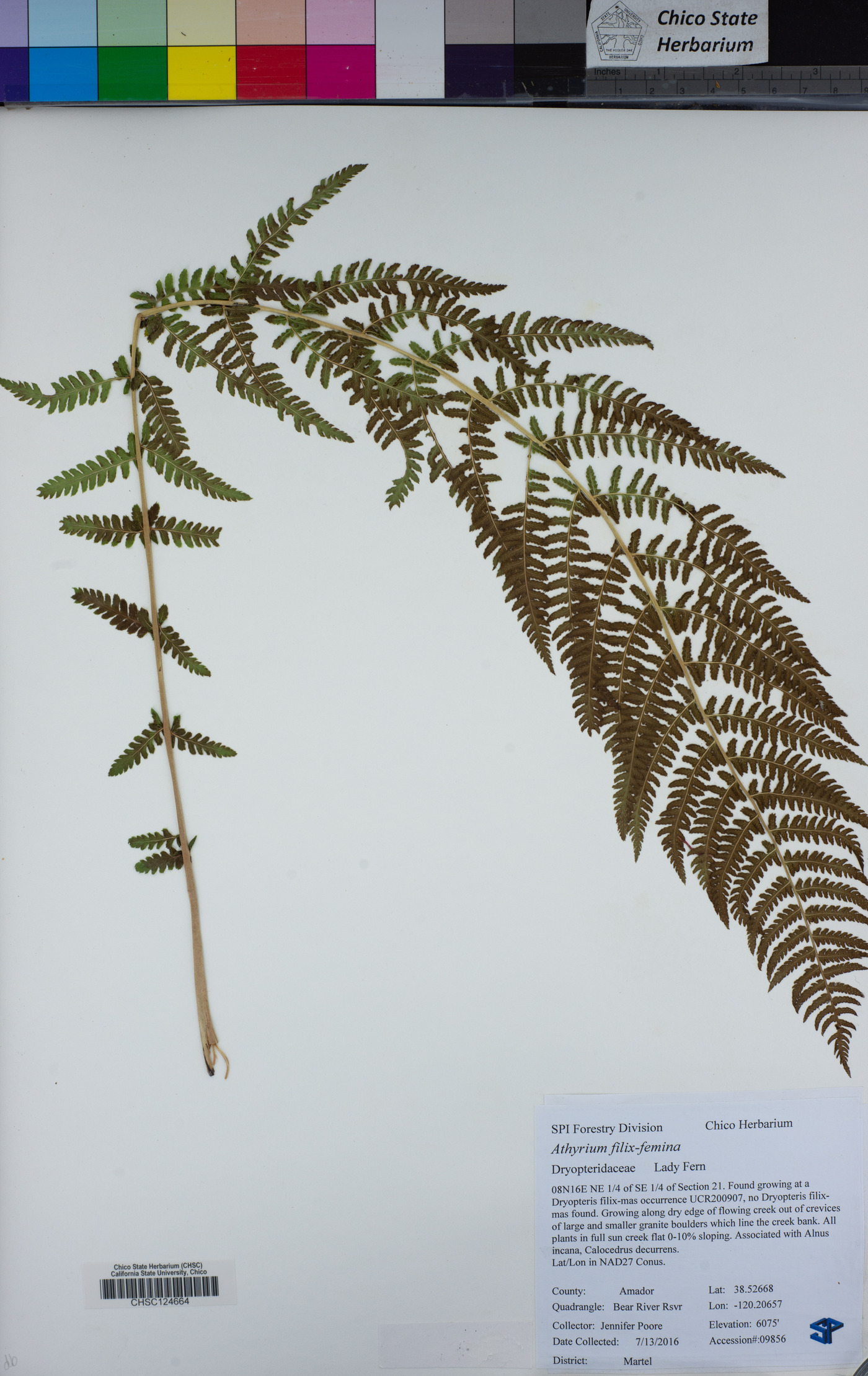 Athyrium image