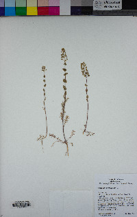 Lepidium perfoliatum image