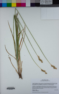 Carex davyi image