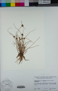 Cyperus niger image