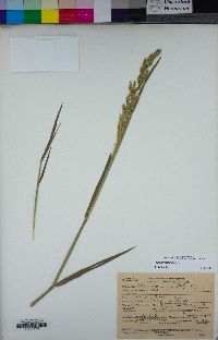 Agrostis stolonifera image