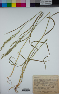 Bromus hordeaceus image