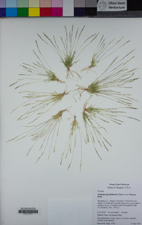 Muhlenbergia filiformis image