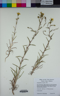 Calycadenia truncata image