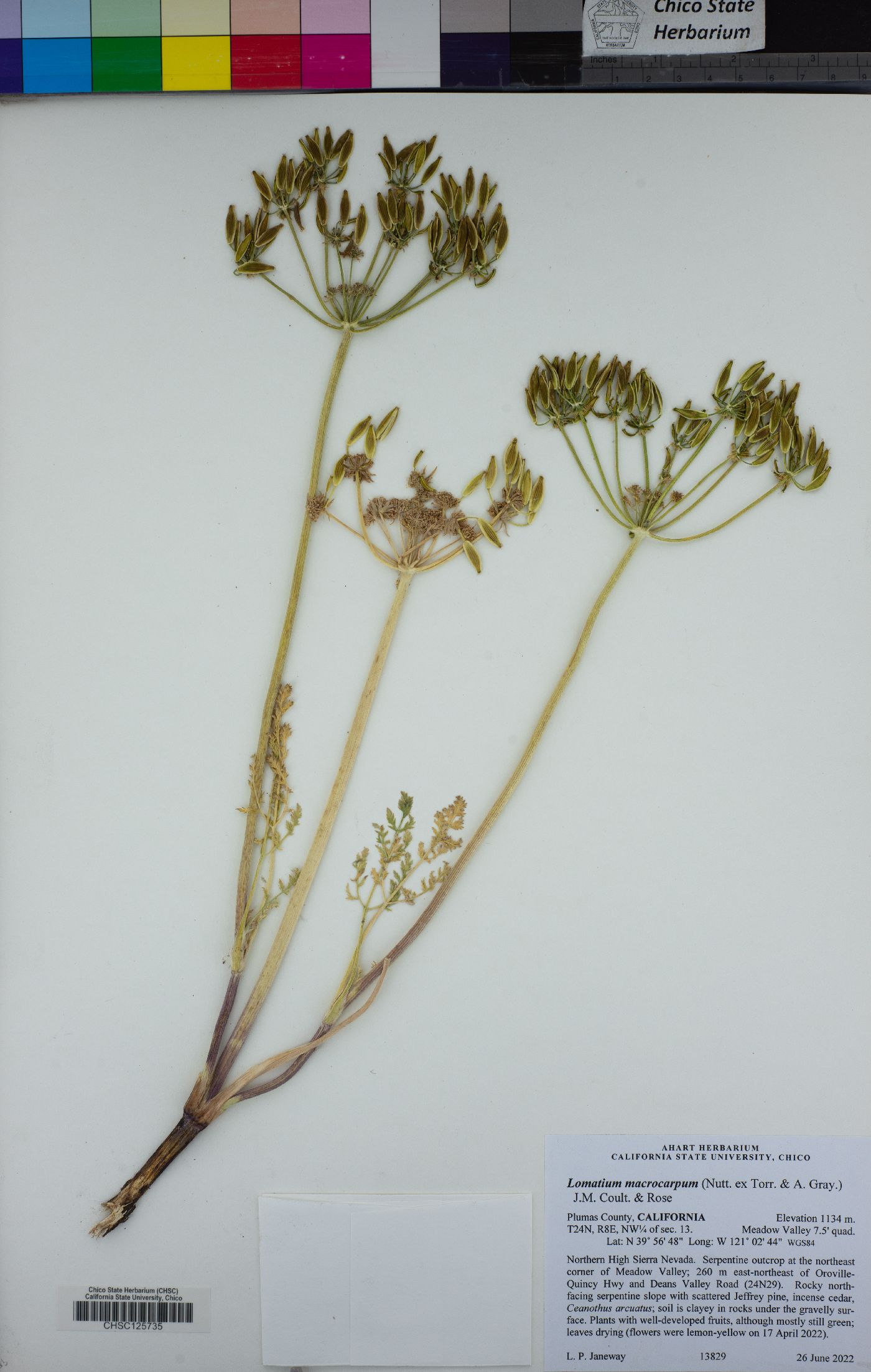 Lomatium macrocarpum image