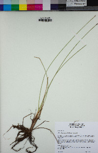 Eleocharis suksdorfiana image