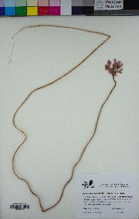 Dichelostemma volubile image