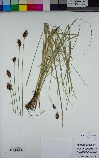 Carex neurophora image