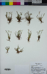 Sisyrinchium rosulatum image