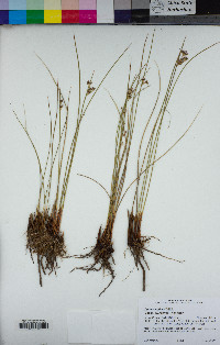 Juncus balticus subsp. ater image