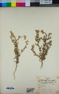 Cryptantha intermedia image