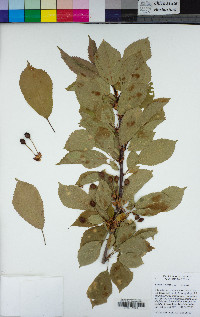 Prunus avium image