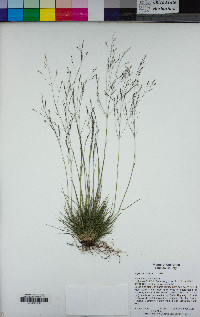 Agrostis scabra image