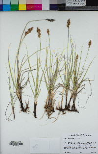 Carex praegracilis image