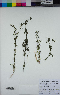 Galium sparsiflorum image