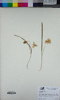 Calochortus tolmiei image