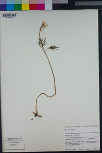 Image of Cardamine dissecta