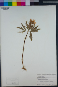 Cardamine concatenata image