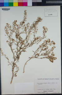 Descurainia pinnata subsp. pinnata image