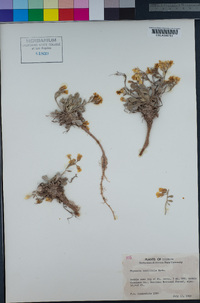 Image of Physaria acutifolia