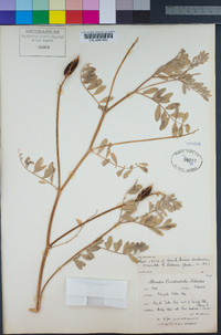 Astragalus webberi image