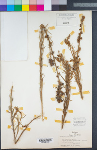 Image of Crotalaria linifolia