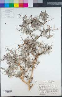 Psorothamnus arborescens var. arborescens image