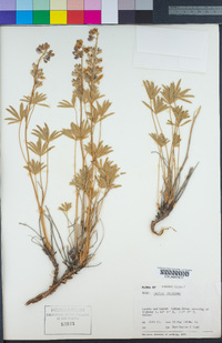 Lupinus argenteus image