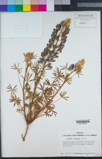 Lupinus benthamii image