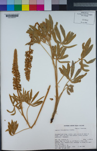 Lupinus leucophyllus image