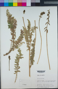 Oxytropis deflexa image