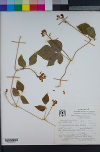 Phaseolus lunatus image