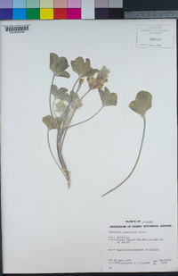 Pediomelum mephiticum image