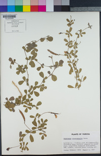 Image of Tephrosia chrysophylla