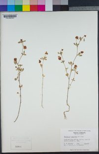 Trifolium campestre image