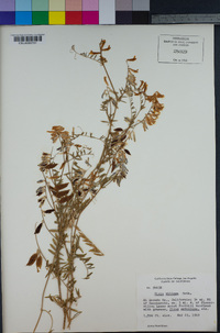 Vicia villosa image