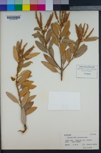 Chrysolepis sempervirens image