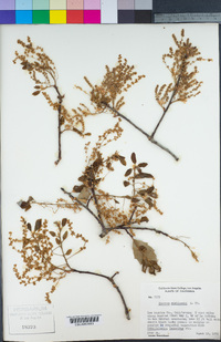 Quercus wislizeni image