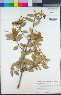 Quercus wislizeni image