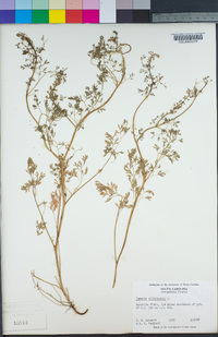 Fumaria officinalis image