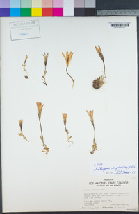 Gentianopsis simplex image