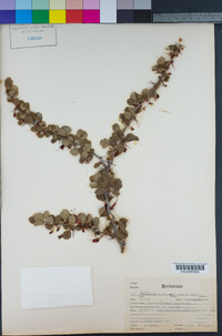 Ribes speciosum image