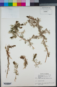 Myriophyllum sibiricum image